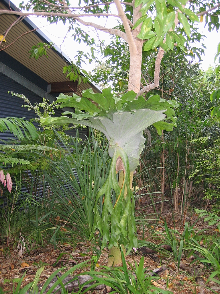 209 Hartley's Crocodile Farm.jpg